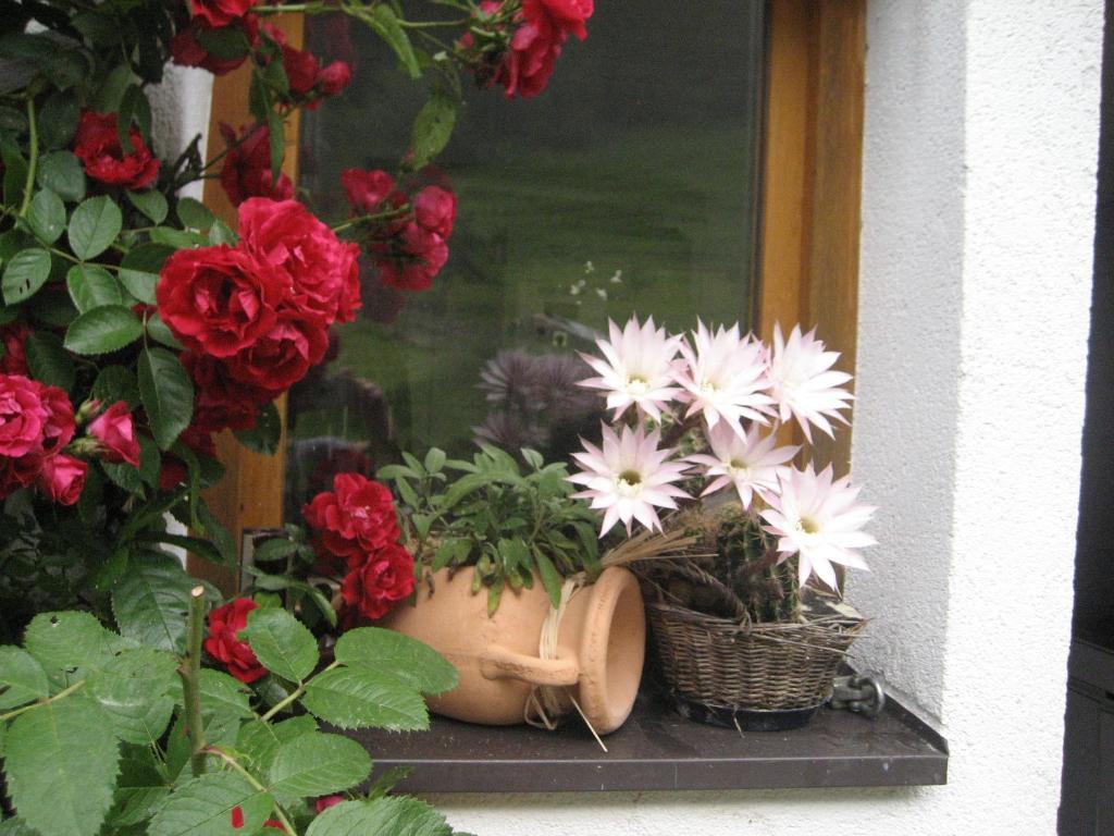 Ferienwohnung Hinterankerwald Walchsee Exterior foto